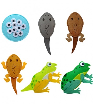 펠트 교육교재 동물의 한살이-개구리